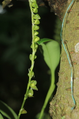 Stelis parvilabris