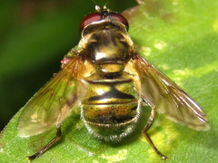 Eristalinus viridis