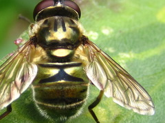 Eristalinus viridis