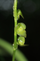 Stelis parvilabris