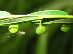 Phyllanthus ussuriensis
