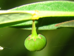 Phyllanthus ussuriensis