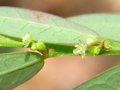 Phyllanthus ussuriensis