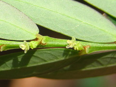 Phyllanthus ussuriensis
