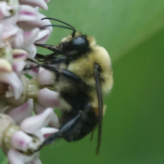 Bombus griseocollis