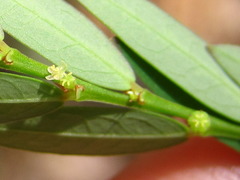 Phyllanthus ussuriensis