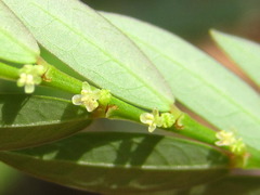Phyllanthus ussuriensis