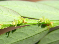 Phyllanthus ussuriensis