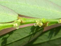 Phyllanthus ussuriensis
