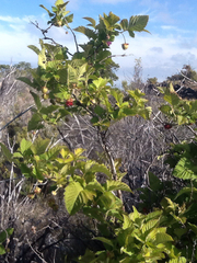 Rubus hawaiensis