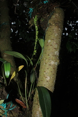 Stelis parvilabris