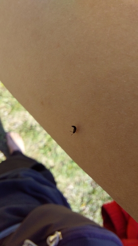 drobčíkovité (Staphylinidae)