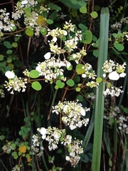 Colignonia