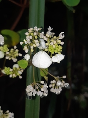 Colignonia