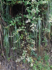 Colignonia