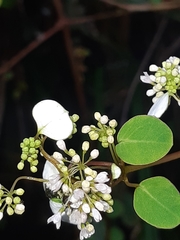 Colignonia