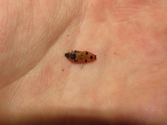 Castiarina gardnerae