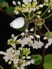 Colignonia