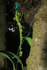Stelis parvilabris
