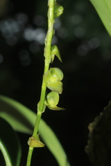Stelis parvilabris