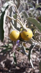 Solanum elaeagnifolium image