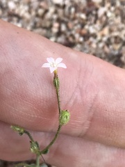 Gilia sinuata