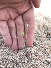 Gilia sinuata