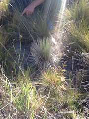 Argyroxiphium kauense