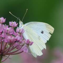 Pieris rapae