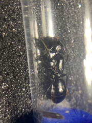 Camponotus laevigatus