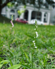 Spiranthes sinensis