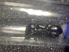Camponotus laevigatus