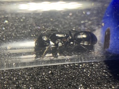 Camponotus laevigatus
