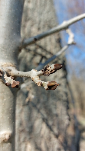 Jasen (Fraxinus)