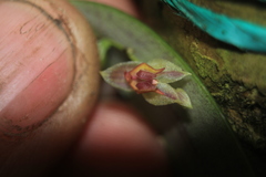 Lepanthes monoptera