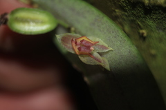 Lepanthes monoptera