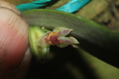Lepanthes monoptera