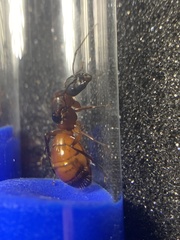 Camponotus semitestaceus