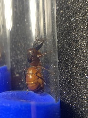 Camponotus semitestaceus