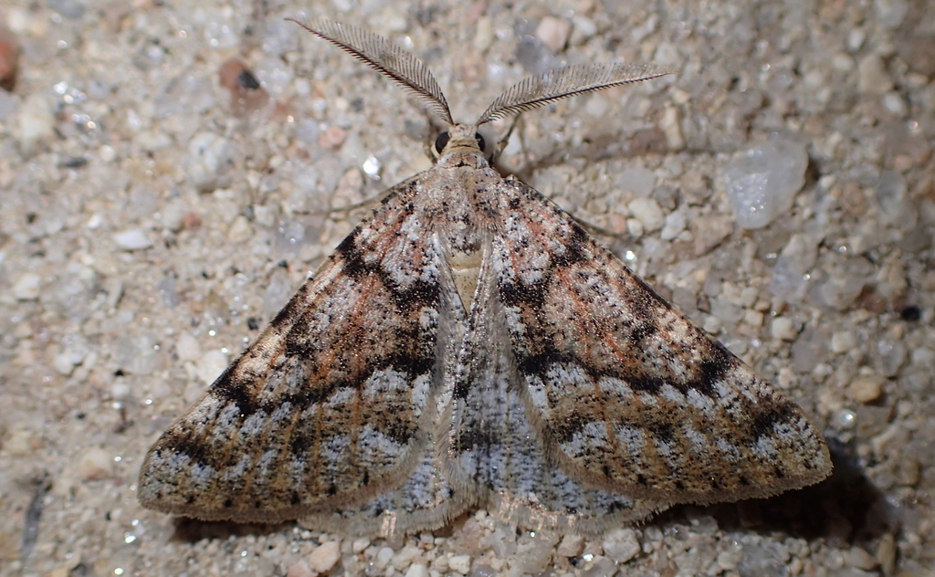 Isturgia miniosaria