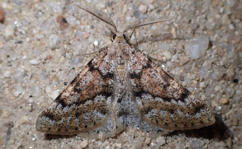 Isturgia miniosaria (Duponchel, 1829)