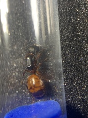 Camponotus semitestaceus