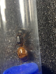 Camponotus semitestaceus