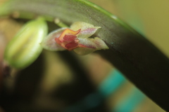 Lepanthes monoptera