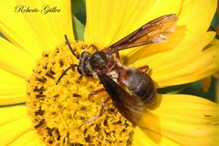 Odyneropsis