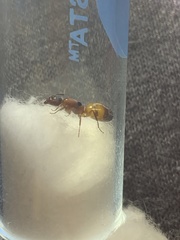 Camponotus essigi