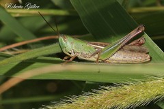 Staurorhectus longicornis