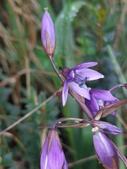 Gentianella rapunculoides