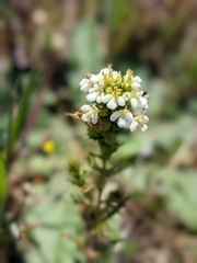 Triphysaria floribunda
