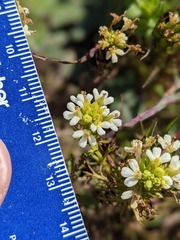 Triphysaria floribunda